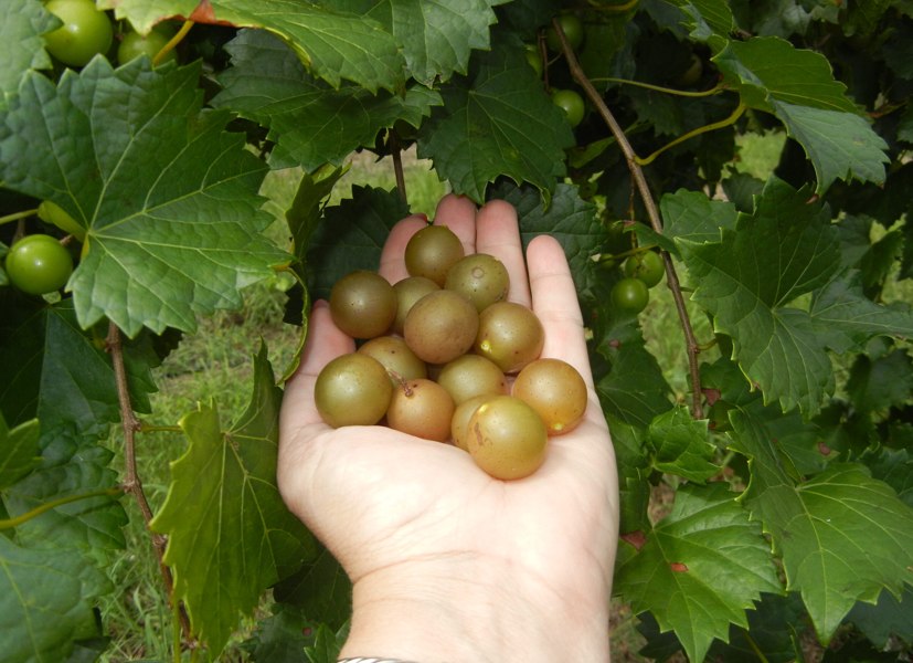 Triumph Muscadine Grape Vine