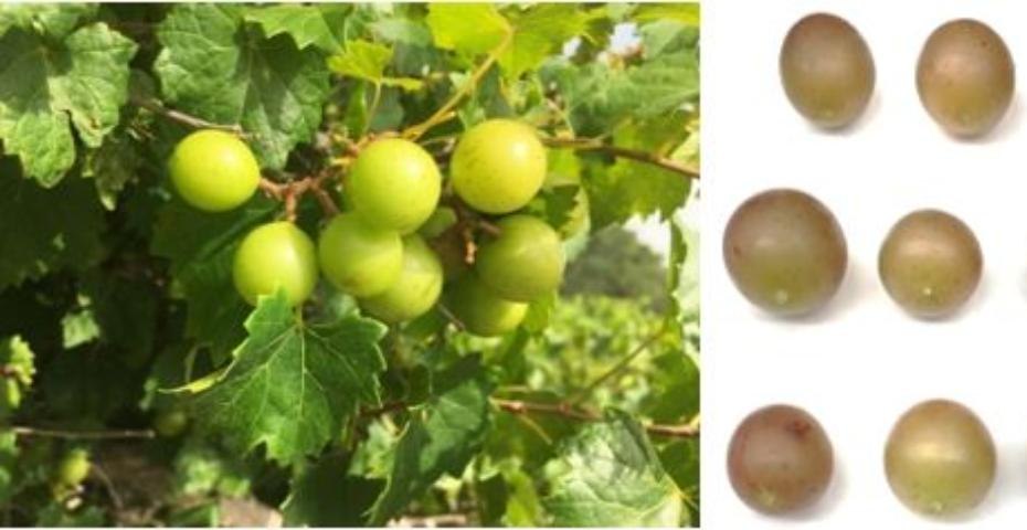 Triumph Muscadine Grape Vine