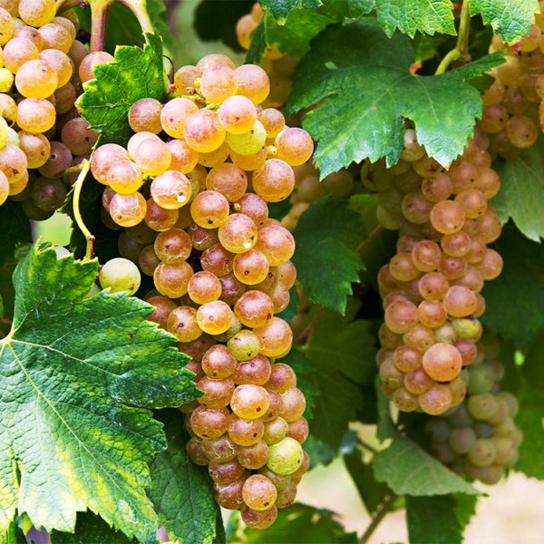 Triumph Muscadine Grape Vine