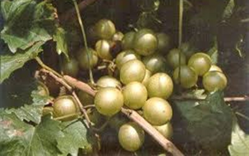 Doreen Bronze Muscadine Grape Vine