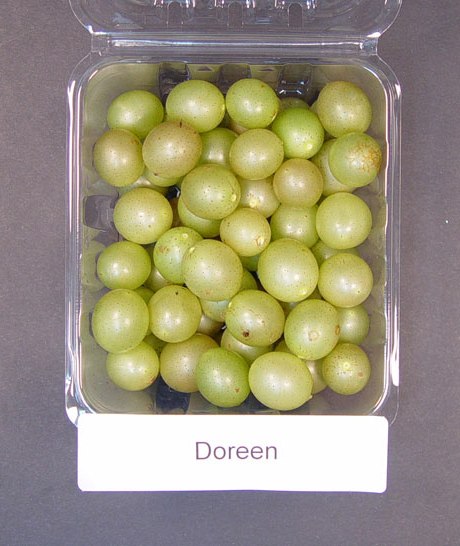 Doreen Bronze Muscadine Grape Vine