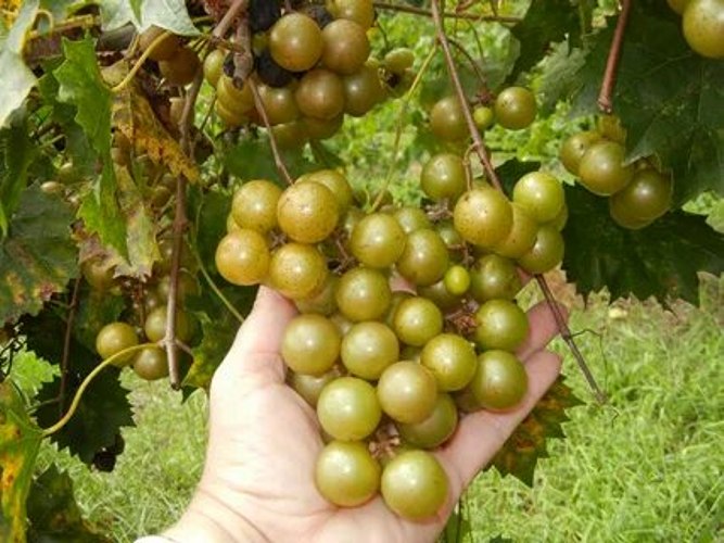 Doreen Bronze Muscadine Grape Vine