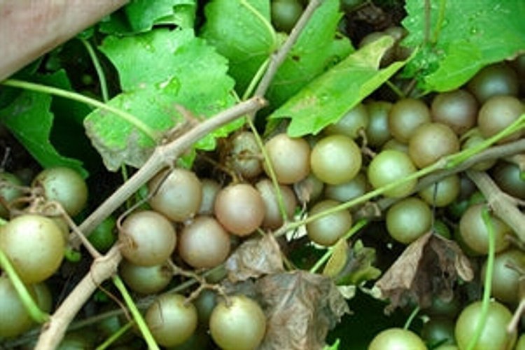 Doreen Bronze Muscadine Grape Vine