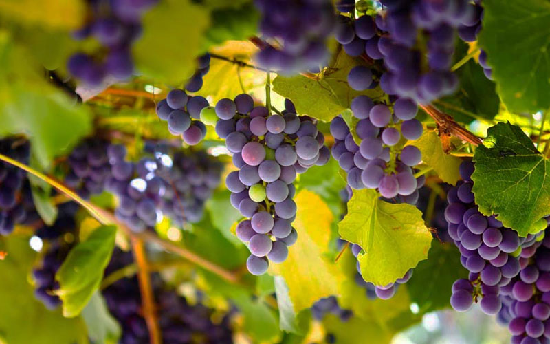 Catawba Grape Vine