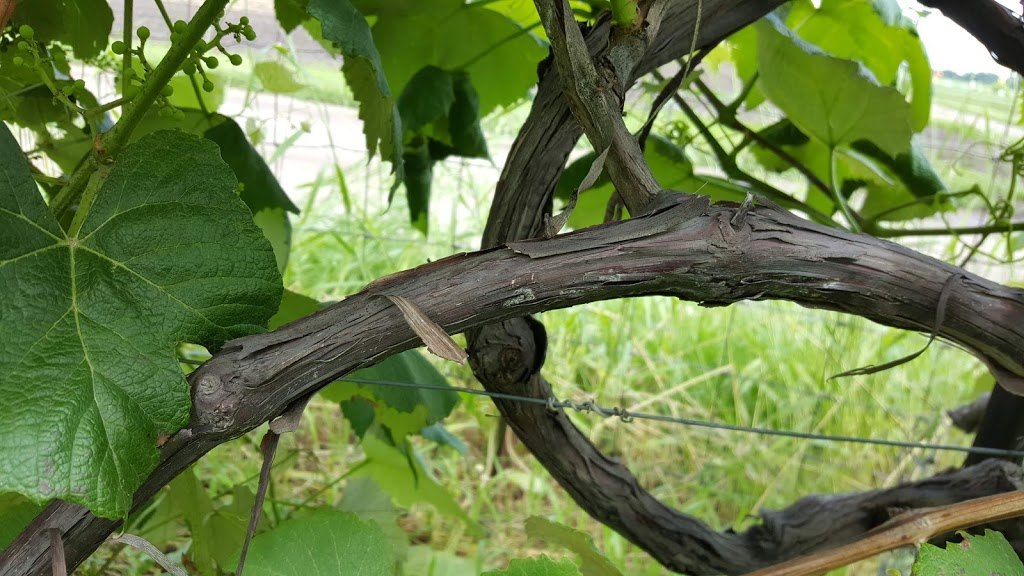 Catawba Grape Vine