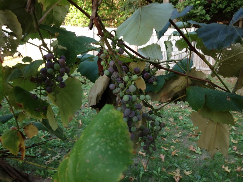 Catawba Grape Vine