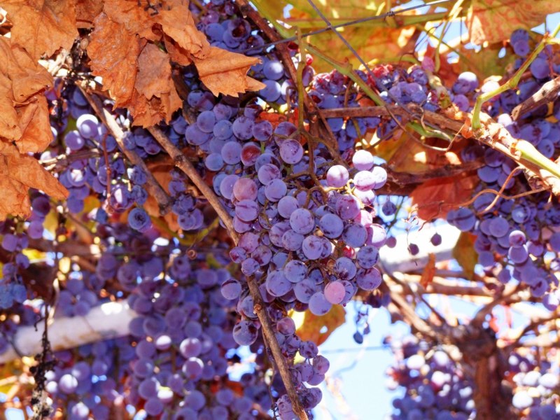 Catawba Grape Vine