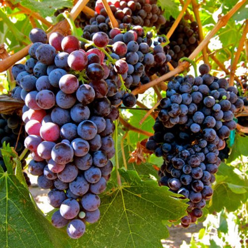 Catawba Grape Vine