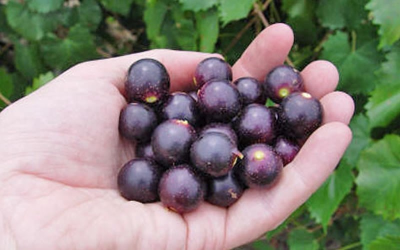 Noble Muscadine Grape Vine