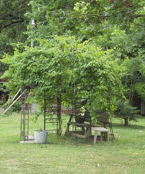 Noble Muscadine Grape Vine