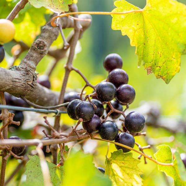 Noble Muscadine Grape Vine