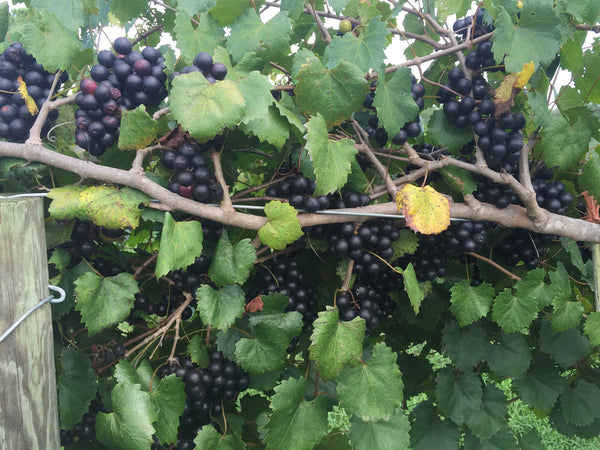 Noble Muscadine Grape Vine