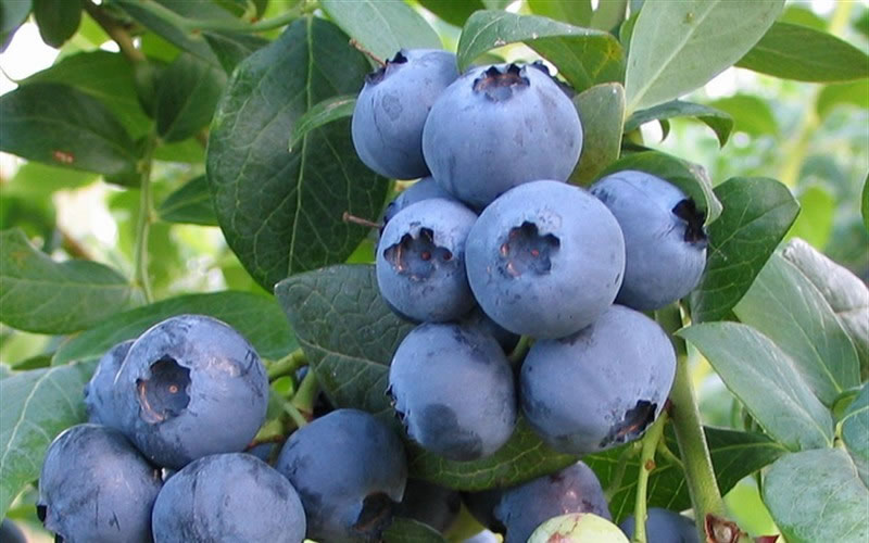 Alapaha Rabbiteye Blueberry