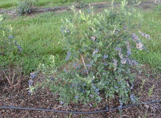 Alapaha Rabbiteye Blueberry