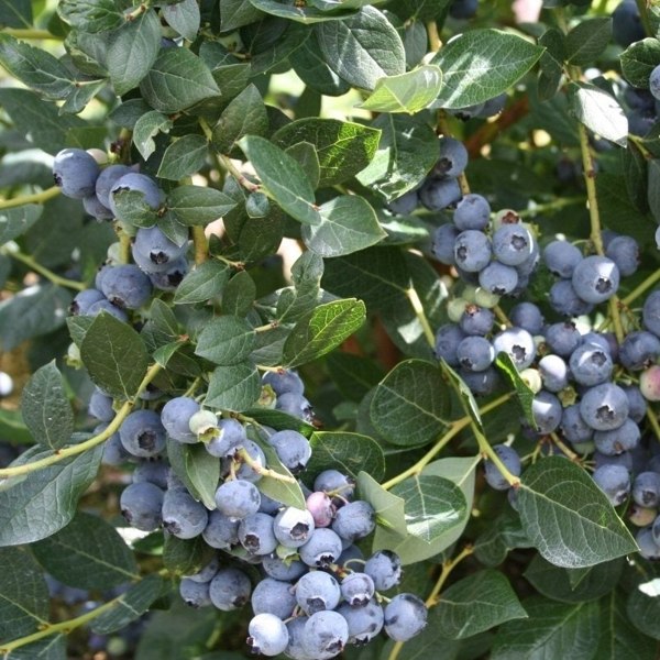 Alapaha Rabbiteye Blueberry