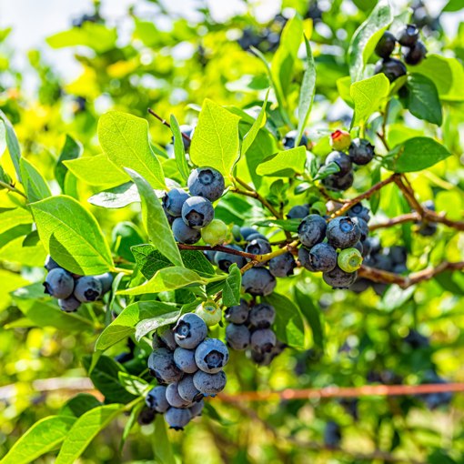 Alapaha Rabbiteye Blueberry