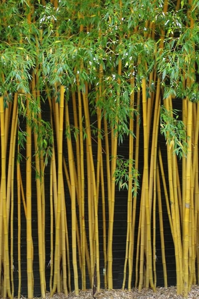 True Gold Golden Fish Pole Bamboo