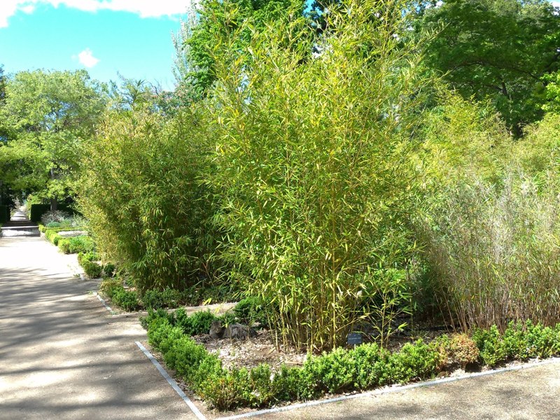 True Gold Golden Fish Pole Bamboo