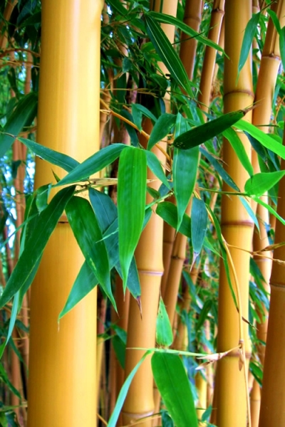 True Gold Golden Fish Pole Bamboo