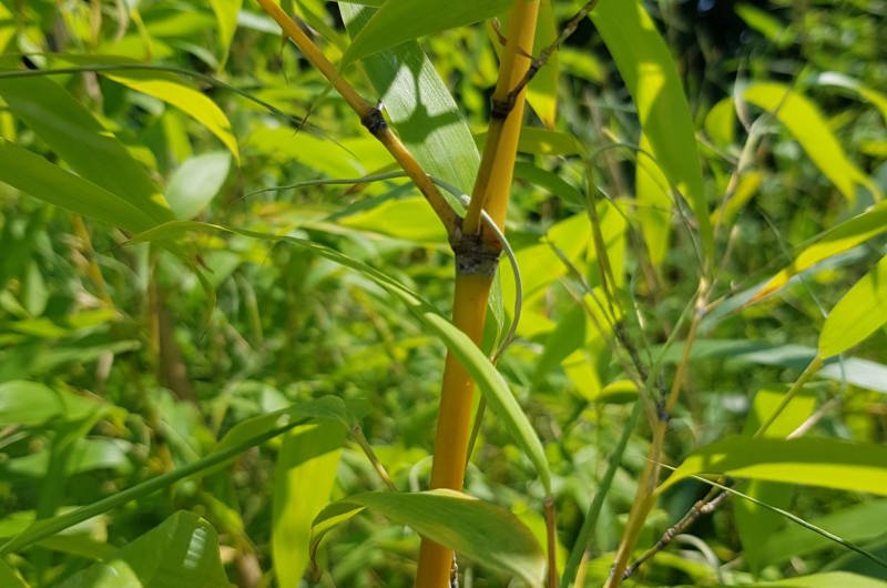 True Gold Golden Fish Pole Bamboo