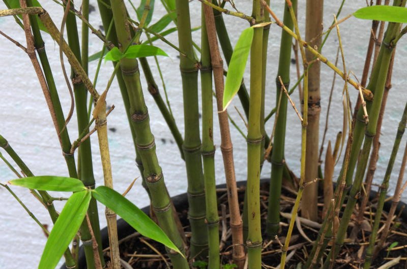 True Gold Golden Fish Pole Bamboo