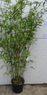 True Gold Golden Fish Pole Bamboo