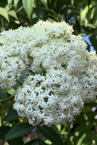 Bob Gordon American Elderberry