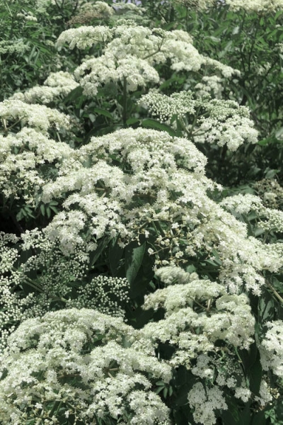 Bob Gordon American Elderberry