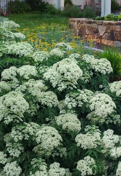 Bob Gordon American Elderberry