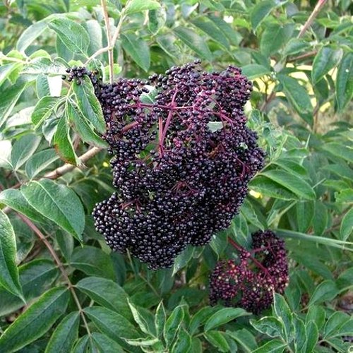 Bob Gordon American Elderberry