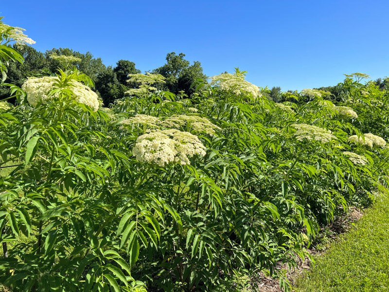 Bob Gordon American Elderberry