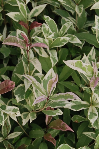 Pink Flush Variegated Tea Olive Yinbi Shuanghui