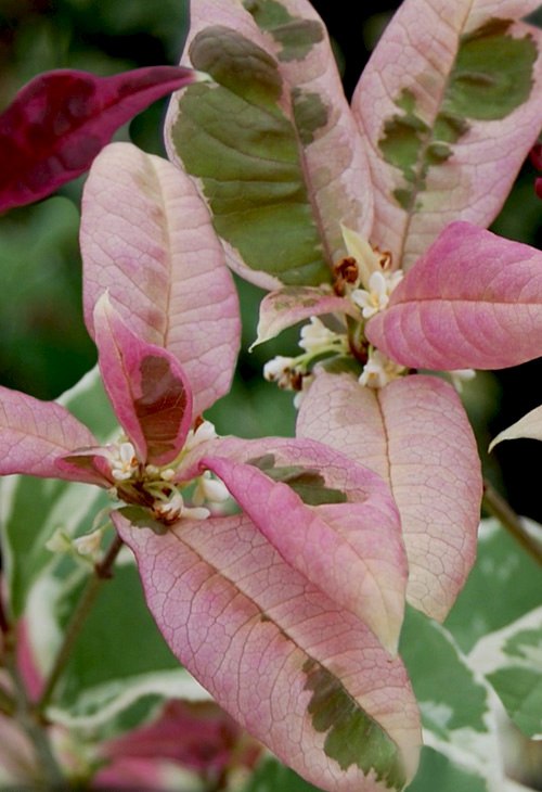Pink Flush Variegated Tea Olive Yinbi Shuanghui
