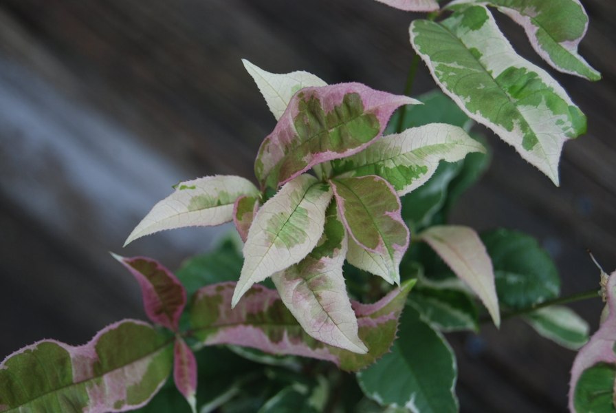 Pink Flush Variegated Tea Olive Yinbi Shuanghui