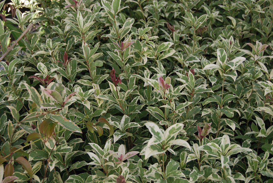 Pink Flush Variegated Tea Olive Yinbi Shuanghui