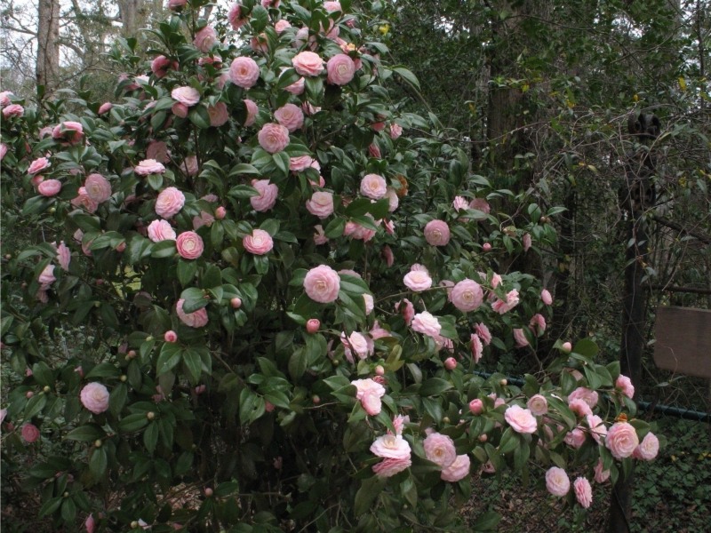 Pink Perfection Camellia Japonica