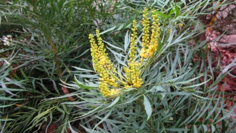 Soft Caress Mahonia