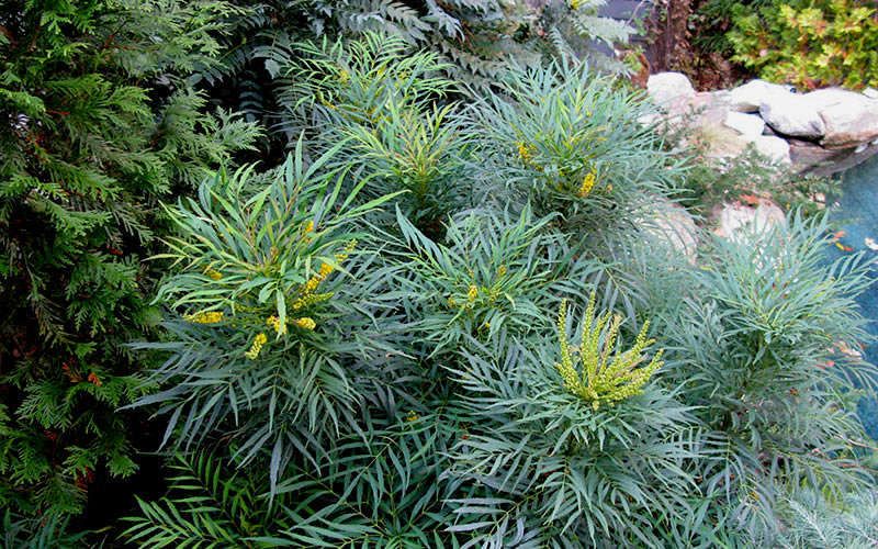 Soft Caress Mahonia