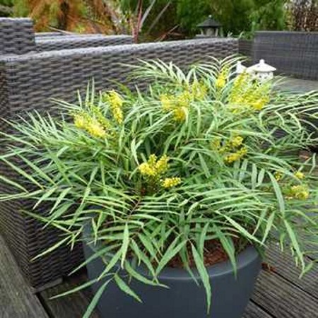 Soft Caress Mahonia