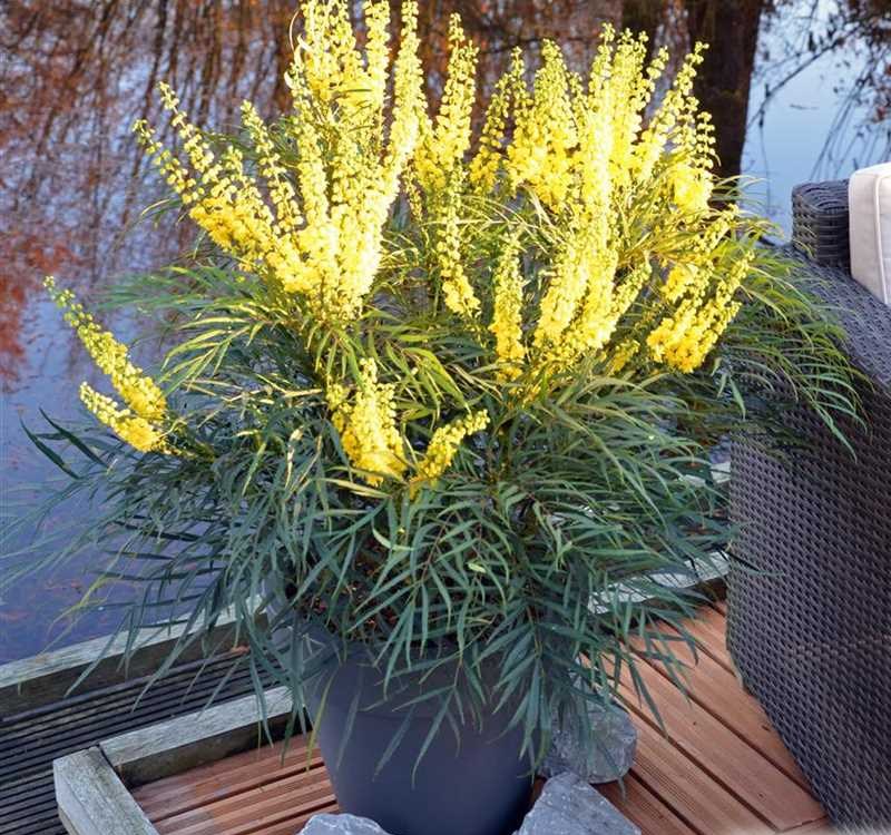 Soft Caress Mahonia