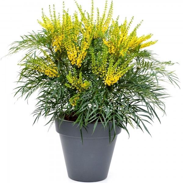 Soft Caress Mahonia