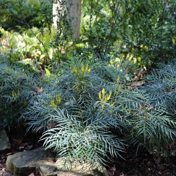 Soft Caress Mahonia