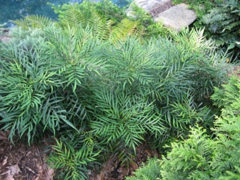 Soft Caress Mahonia