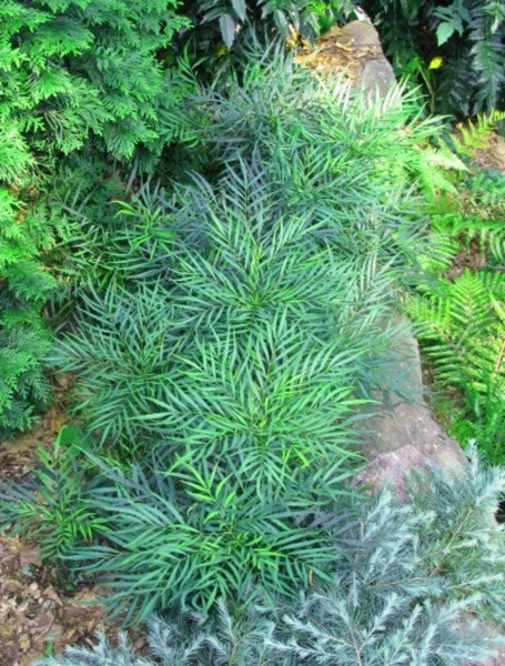 Soft Caress Mahonia