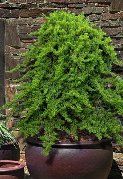 Staked Green Mound Japanese Garden Juniper