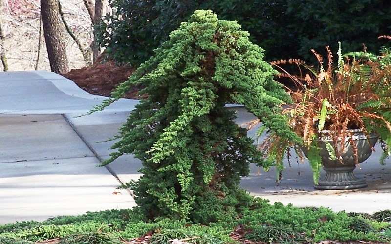 Staked Green Mound Japanese Garden Juniper
