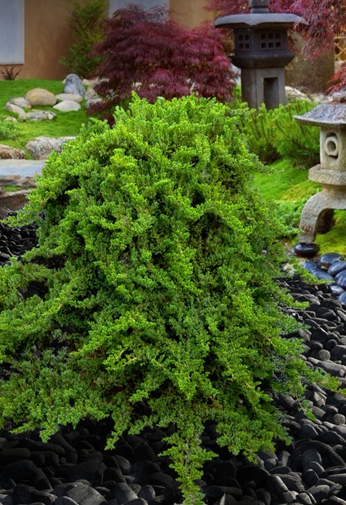 Staked Green Mound Japanese Garden Juniper