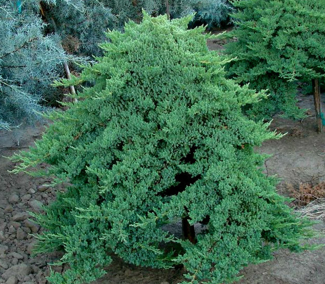 Staked Green Mound Japanese Garden Juniper