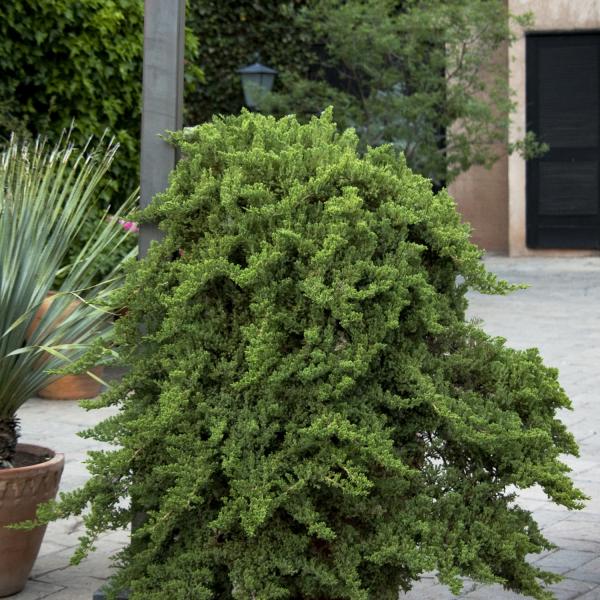Staked Green Mound Japanese Garden Juniper