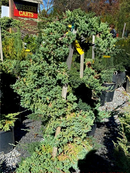 Staked Green Mound Japanese Garden Juniper